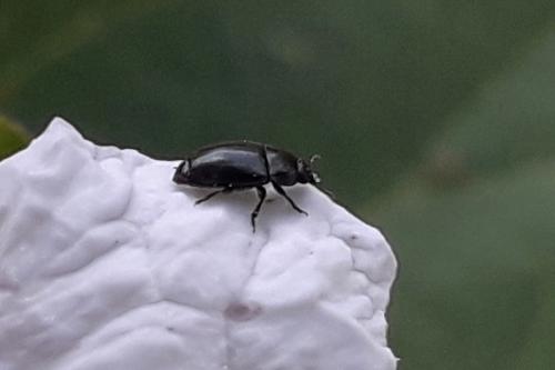 Meligethinae